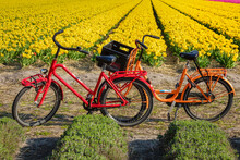Traditional Bicycles, Field Of Tulips, South Holland, Netherlands