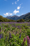 Fototapeta Lawenda - The lupins technically bloom from spring to summer (September-February) in New Zealand, however “peak” lupin season in Mackenzie Country is usually from mid-November until just after Christmas.