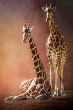Artistic Portrait Of Two Giraffes One Standing One Sitting Before A Brown Background