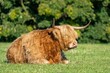 scottish highland cow sitting in field