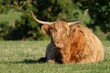scottish highland cow sitting in field staring at camera 