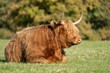 scottish highland cow sitting in field