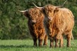 Two highland cows staring at camera 