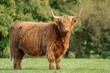 highland cow standing in field staring at camera