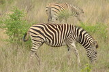 Fototapeta Sawanna - A zebra in the savannah of the Krueger National Park in South Africa