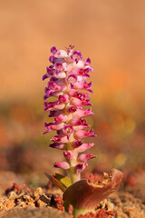 Sticker - Colorful flowering bulb (Lachenalia carnosa) of the family Asparagaceae, Namaqualand, South Africa.