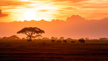 A Herd Of African Elephants Walking In Amboseli At Sunset