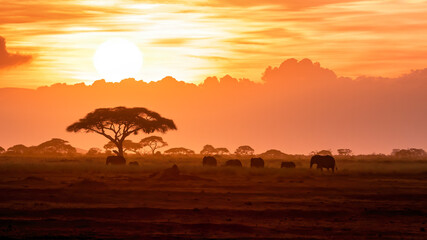 a herd of african elephants walking in amboseli at sunset