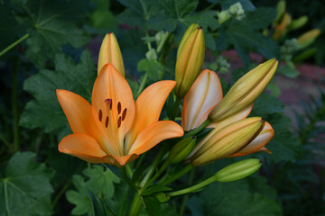Wall Mural - lily flower and buds close-up on a blurry green background of garden plants. the flower is a bright 