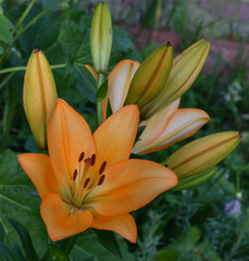 Wall Mural - lily flower and buds close-up on a blurry green background of garden plants. the flower is a bright 