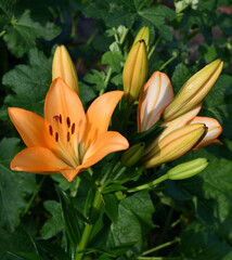 Wall Mural - lily flower and buds close-up on a blurry green background of garden plants. the flower is a bright 