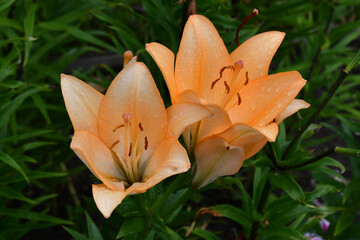 Wall Mural - lily flowers are a bright orange-peach color close-up on a blurry green background of garden plants.