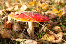 Red Fly Agaric On The Background Of Autumn Yellow Leaves. 