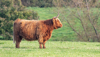 Wall Mural - A close up photo of a Highland Cow 