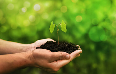 Wall Mural - Hand holding bean plant on blur green background. Concept of the environment World Earth Day. Protect clean planet, saving environment and ecology.