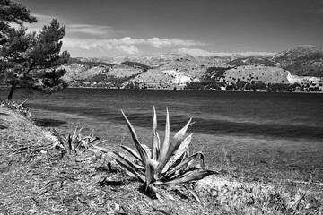 Canvas Print - A stately agave on the shores of Paliki Bay on the island of Kefalonia