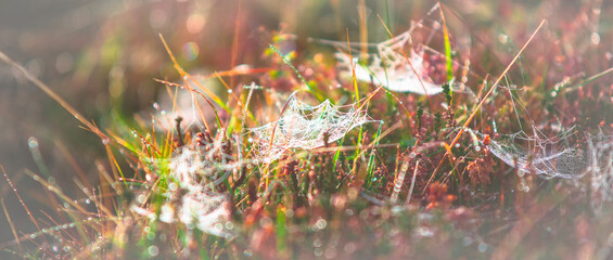 Poster - Morning meadow - fresh grass, raindrops, spider webs, sunlight background, the nature background