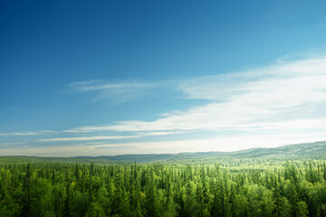 Wall Mural - forest in sunset time