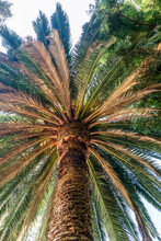 View Of The Base Of A Palm Tree. Belmont, California