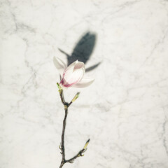 Wall Mural - beautiful pink magnolia flowers on white marble table. top view. flat lay. spring minimal concept.
