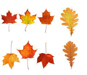 Aufkleber - collection of beautiful autumn leaves isolated on white background