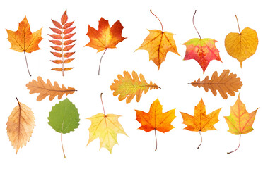 Aufkleber - collection of beautiful autumn leaves isolated on white background