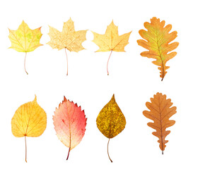 Sticker - collection of beautiful autumn leaves isolated on white background