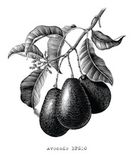 Avocado Branch Botanical Illustration Vintage Engraving Style Black And White Clip Art Isolated On White Background