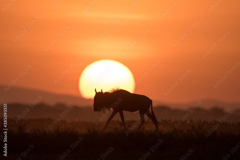 African safari in red dawn sunrise - obrazy, fototapety, plakaty 