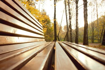 Wooden bench in the park overlooking the autumn forest