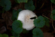 Weißer Pilz zwischen Blättern von oben fotografiert, Herbst