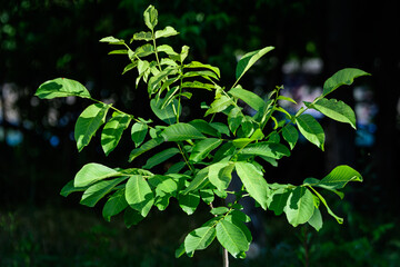 Fresh green leaves in a small young walnut tree, in direct sunlight in a garden in a sunny summer day, beautiful outdoor monochrome background photographed with soft focus.