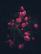 Beautiful roses on dark background. Rosa Damascena or Damask rose. Lush bush of pink roses with dark vignette. Romantic background for Valentine's day or decor.Rosa Damascena 