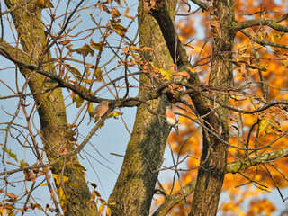 Two Male Eastern Bluebirds Look at Each Other from Branches with Some Fall Leaves and Blurred Orange Autumn Leaves in the Background