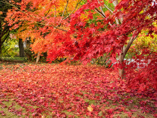 beautiful bright fall colors, red and orange leaves on japanese maple trees, acer palmatum, in autum