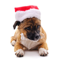 Canvas Print - Dog in a Christmas hat.