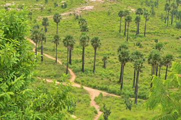 Palmyra palm trees in the mountains