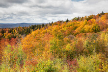 Fall Color On A Hillside In Vermont