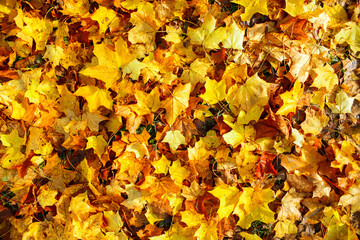 autumn multicolored maple leaves, top view. background from yellow, orange, red leaves. autumn textu