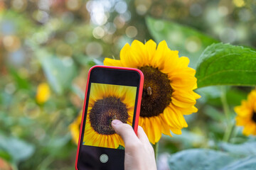 Smartphone in the hands of a girl making a bright photo of bright sunflower closeup