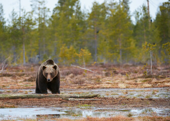 Wall Mural - brown bear in the taiga.
