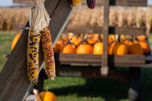 Bundle Of Indian Corn Hanging With A Wagon Full Of Pumpins In The Background