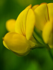 Wall Mural - Yellow Lotus corniculatus gentle flowers macro bokeh on green background