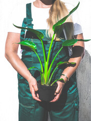 Picture of strelitzia nicolai plant.