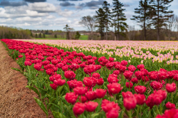 Beautiful and vibrant spring background. Red, magenta and pink flower in a tulip field with a cloudy sky.