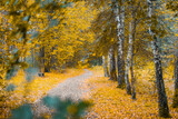 Fototapeta Na ścianę - Yellow autumn in forest. Birches and other trees