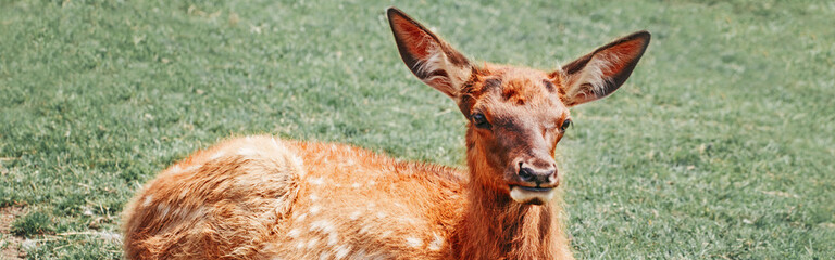 Wall Mural - Cute young fallow deer calf fawn lying on grass ground at summer day outdoor. Herd animal baby dama dama resting on a hot day. Wildlife beauty in nature.  Web banner header.