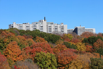 Poster - Large apartment buildings surrounded by trees in fall colors