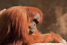 Bornean Orangutan (Pongo Pygmaeus)