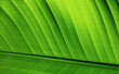© Marcel/Stocksy - Green strelitzia leaf